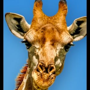 Meet your Posher, Irish